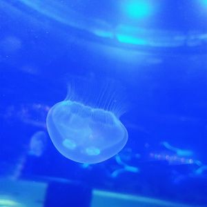Moon Jelly (6/21/25)