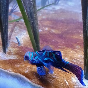 Mandarinfish and Spotted Garden Eel (6/21/25)