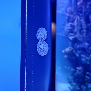 Trochus spp. (6/21/25)