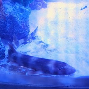 Bamboo Shark (6/21/25)
