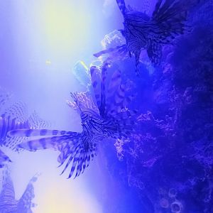 Red Lionfish (6/21/25)