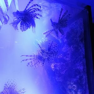 Red Lionfish (6/21/25)