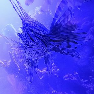 Red Lionfish (6/21/25)