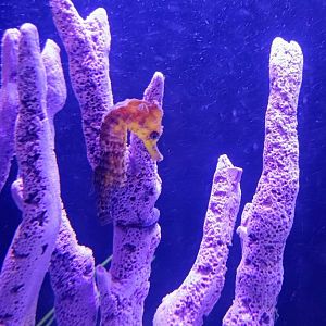 Common Seahorse (6/21/25)