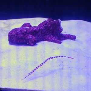 Banded Pipefish (6/21/25)