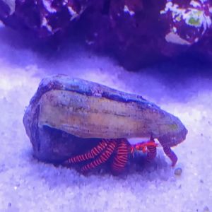 Halloween Hermit Crab (6/21/25)