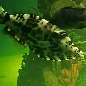 Kyle the Scrawled Filefish (6/21/25)