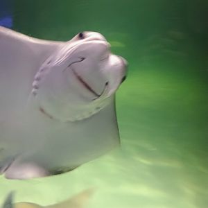 Cownose Rays (6/21/25)