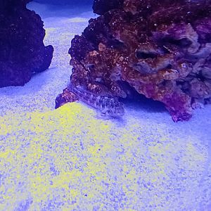 Starry Goby (6/21/25)