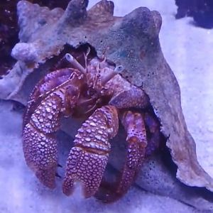 Giant Red Hermit Crab (6/21/25)