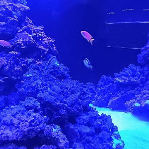 Anthias and Pacific Blue Tangs (6/21/25)