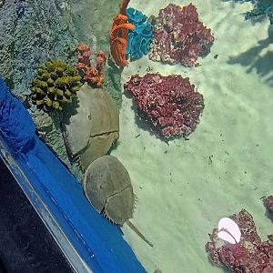 Atlantic Horseshoe Crabs (6/21/25)