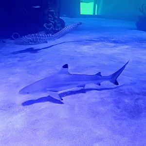 Blacktip Reef and Zebra Sharks (6/21/25)