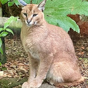 Caracal 050625