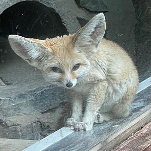 Fennec fox 050625