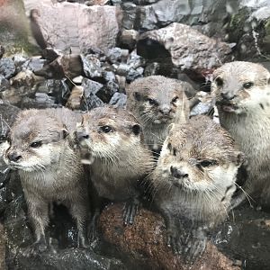 Asian Small Clawed Otter (6/23/25)