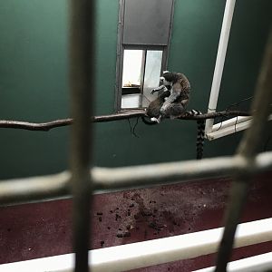 Ring Tailed Lemur (Lemur catta) backstage (6/23/25)