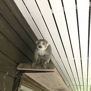 Crowned Lemur (Eulemur coronatus) (6/23/25)