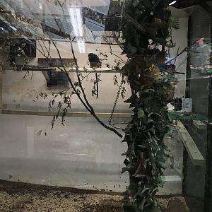 Golden Handed Tamarin (Saguinus midas) backstage (6/23/25)