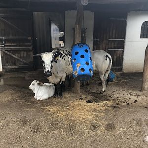 Dwarf Zebu (6/23/25)