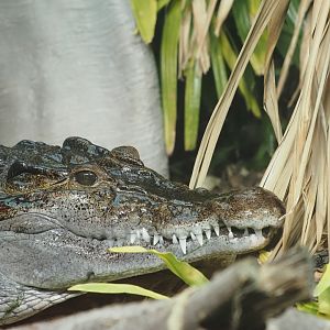 Philippine Crocodile