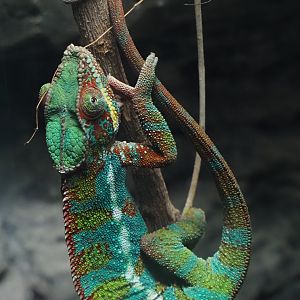 Panther Chameleon