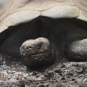 Galapagos Giant Tortoise