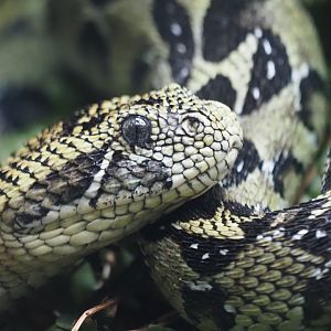 Ethiopian Mountain Viper