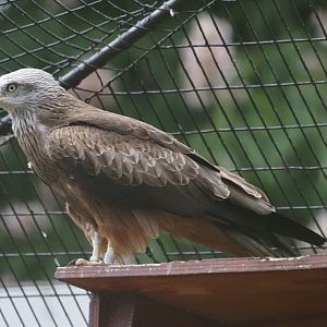 Black Kite