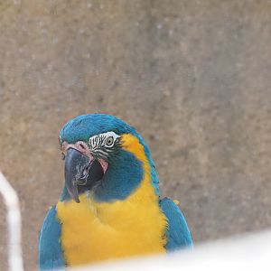 Blue-Throated Macaw