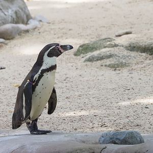 Humboldt Penguin 1