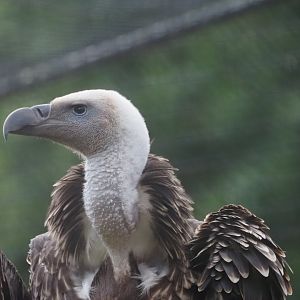 Ruppell's Griffon Vulture