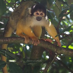 Black-Capped Squirrel Monkey 1