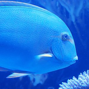 Blue Tang Surgeonfish