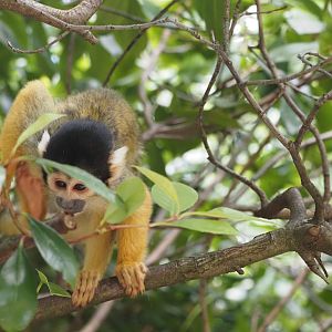 Black-Capped Squirrel Monkey 2