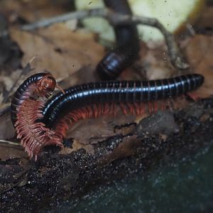 Mombassan Train Millipede