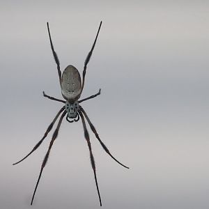 Golden Silk Orb Weaver