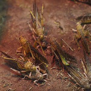 Desert Locusts