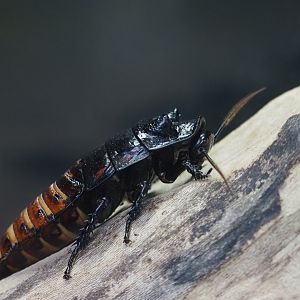 Madagascar Hissing Cockroach
