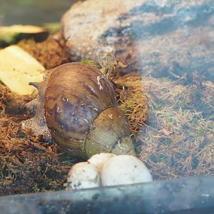 Giant African Land Snail