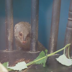 Small Indian Mongoose