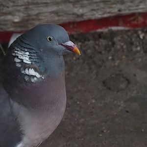 Common Wood Pigeon (Wild) 2