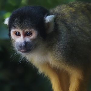 Black-Capped Spider Monkey 3