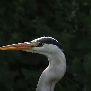 Gray Heron (Wild)