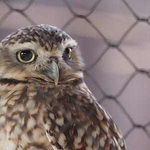 Burrowing Owl