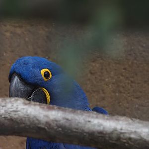 Hyacinth Macaw
