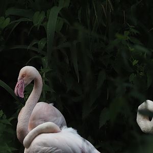 Greater Flamingos