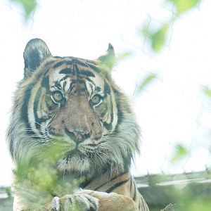 Sumatran Tiger