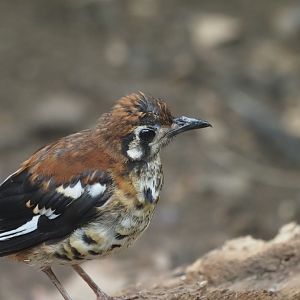 Chesnut-Backed Thrush