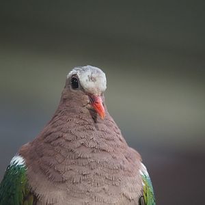Gray-Capped Emerald Dove